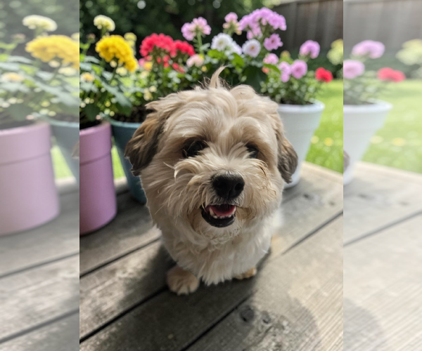 Medium Photo #3 Mal-Shi Puppy For Sale in McKinney, TX, USA