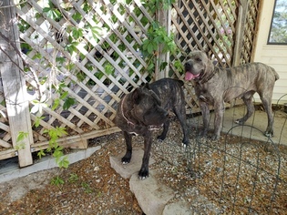 Cane Corso Puppy for sale in LUND, NV, USA