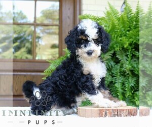 Bernedoodle (Miniature) Puppy for sale in NARVON, PA, USA