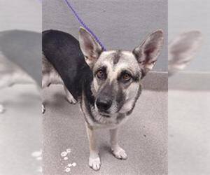 German Shepherd Dog-Unknown Mix Dogs for adoption in Las Vegas, NV, USA
