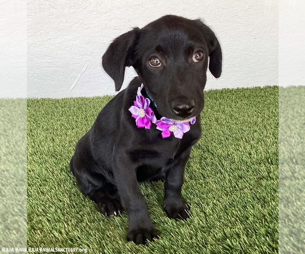 Medium Photo #4 Mutt Puppy For Sale in San Diego, CA, USA