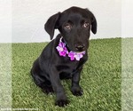 Small #3 Mutt