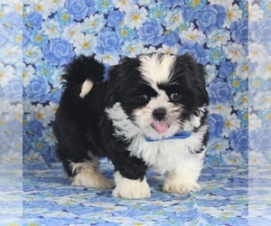 Shih Tzu Puppy for sale in GORDONVILLE, PA, USA