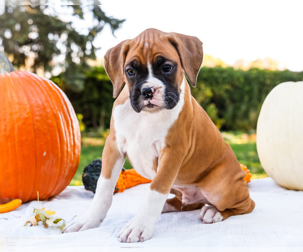 Medium Photo #6 Boxer Puppy For Sale in WAKARUSA, IN, USA