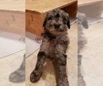 Small #4 Labradoodle