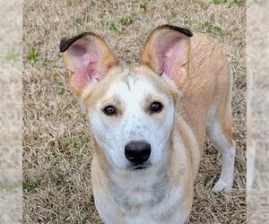 German Shepherd Dog-Staffordshire Bull Terrier Mix Dogs for adoption in Houston, TX, USA
