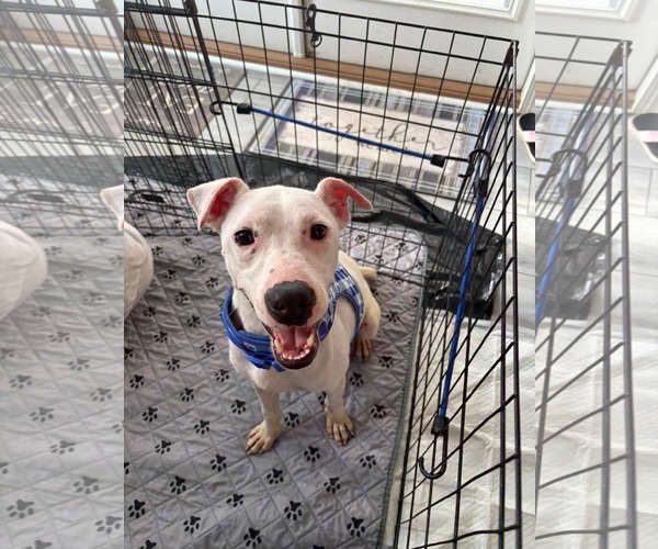 Medium Photo #8 Mutt Puppy For Sale in Holly Springs, NC, USA