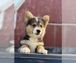 Puppy Teddy American Corgi