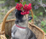 Small #16 Belgian Malinois