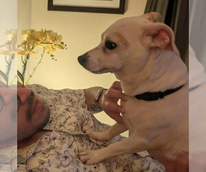 Vannah - Female Chihuahua-Unknown Mix Dog for Adoption - Photo #2