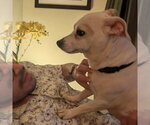 Small Photo #2 Chihuahua-Unknown Mix Puppy For Sale in Spring Lake, NC, USA