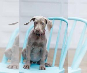 Weimaraner Puppy for sale in SAUK CENTRE, MN, USA