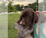 Puppy Female 1 German Shorthaired Pointer
