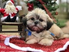 Small Photo #9 Shih Tzu Puppy For Sale in BUFORD, GA, USA