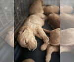 Small #11 Golden Retriever