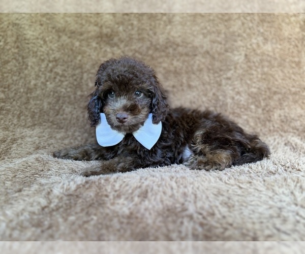 Medium Photo #6 Cavapoo (Miniature) Puppy For Sale in LAKELAND, FL, USA