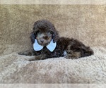 Small #5 Cavapoo (Miniature)