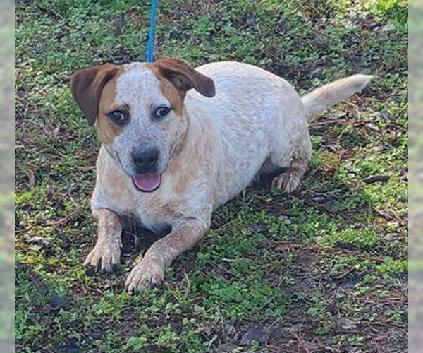 Medium Photo #4 Red Heeler-Unknown Mix Puppy For Sale in Wetumpka, AL, USA