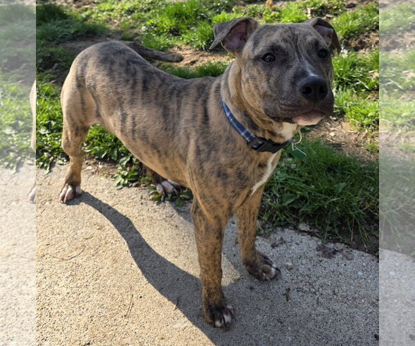 Medium Photo #3 Mutt Puppy For Sale in Clarkston, MI, USA