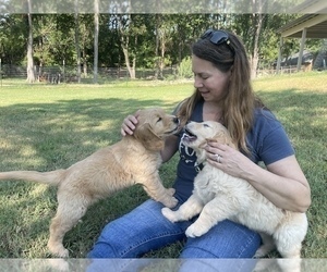 Golden Retriever Puppy for sale in MCKINNEY, TX, USA