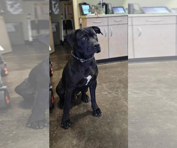 Medium Photo #4 Labrador Retriever-Unknown Mix Puppy For Sale in Rockwall, TX, USA