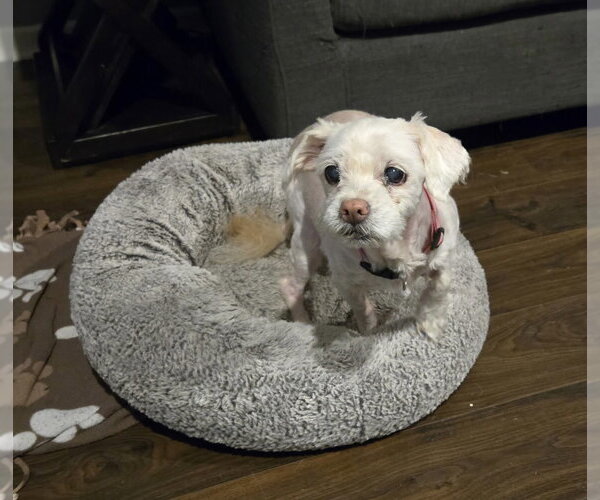 Medium Photo #3 Maltese Puppy For Sale in Fort Wayne, IN, USA