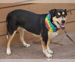 Small #1 German Shepherd Dog Mix