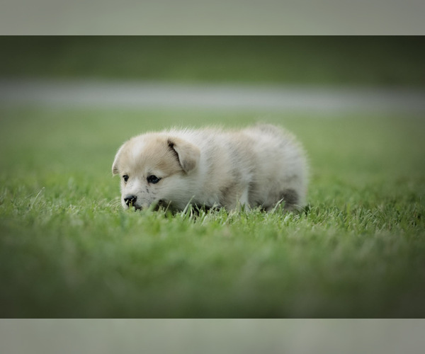 Medium Photo #5 Pembroke Welsh Corgi Puppy For Sale in ELKTON, KY, USA