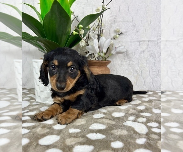 Medium Photo #1 Dachshund Puppy For Sale in INDIANAPOLIS, IN, USA