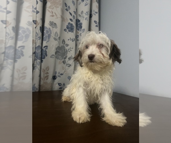 Medium Photo #21 Havanese Puppy For Sale in DURHAM, CT, USA
