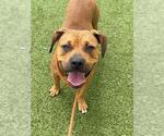 Small American Pit Bull Terrier Mix
