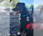 Small #1 Australian Shepherd Mix