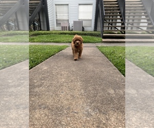 Goldendoodle-Poodle (Miniature) Mix Puppy for sale in HOUSTON, TX, USA