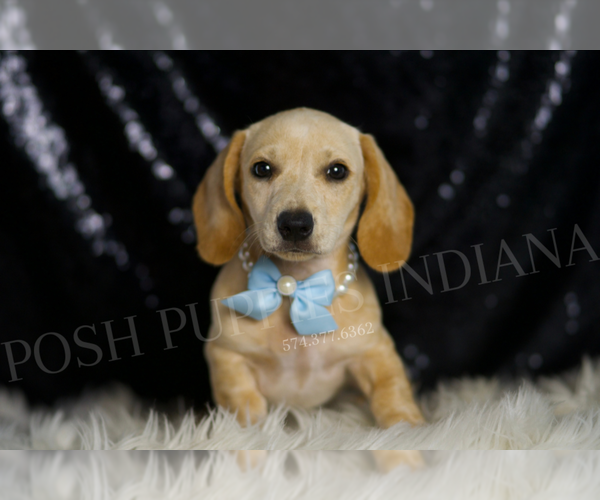 Medium Photo #3 Dachshund Puppy For Sale in WARSAW, IN, USA