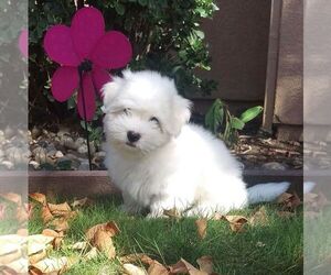 Coton de Tulear Puppy for sale in London, Greater London (England), United Kingdom