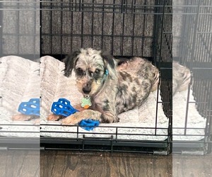 Jirmit - Male Aussiedoodle Miniature  Dog for Adoption - Photo #2