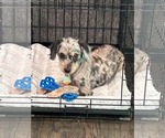 Small Photo #2 Aussiedoodle Miniature  Puppy For Sale in Holly Springs, NC, USA