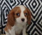 Small Photo #4 Cavalier King Charles Spaniel Puppy For Sale in WESTCLIFFE, CO, USA
