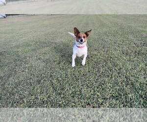 Renne - Female Chihuahua-Unknown Mix Dog for Adoption - Photo #5