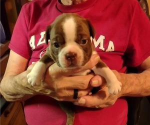 Boston Terrier Puppy for sale in PHENIX CITY, AL, USA