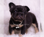 Small Photo #5 French Bulldog Puppy For Sale in WARSAW, IN, USA