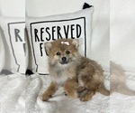 Small #3 Pomeranian