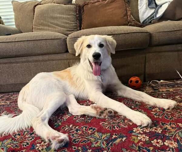 Medium Photo #1 Great Pyrenees-Unknown Mix Puppy For Sale in Dallas, TX, USA