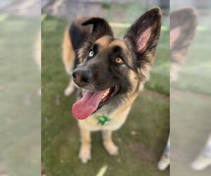 Sage - Female German Shepherd Dog-Unknown Mix Dog for Adoption - Photo #2