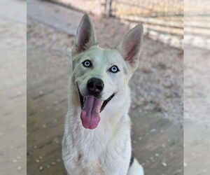 Siberian Husky Dogs for adoption in Matawan, NJ, USA