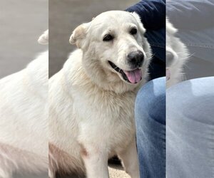 Great Pyrenees-white german shepherd Mix Dogs for adoption in Houston, TX, USA