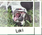 Small #1 American Pit Bull Terrier Mix
