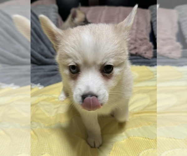 Medium Photo #172 Pomsky Puppy For Sale in LOVELAND, CO, USA