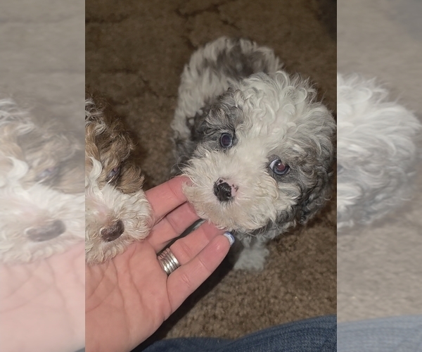 Medium Photo #16 Poodle (Toy) Puppy For Sale in DYERSBURG, TN, USA