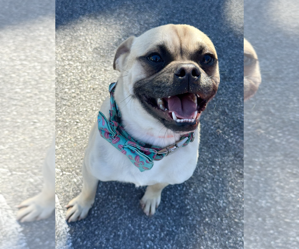 Medium Photo #4 Pug-Unknown Mix Puppy For Sale in Newport Beach, CA, USA